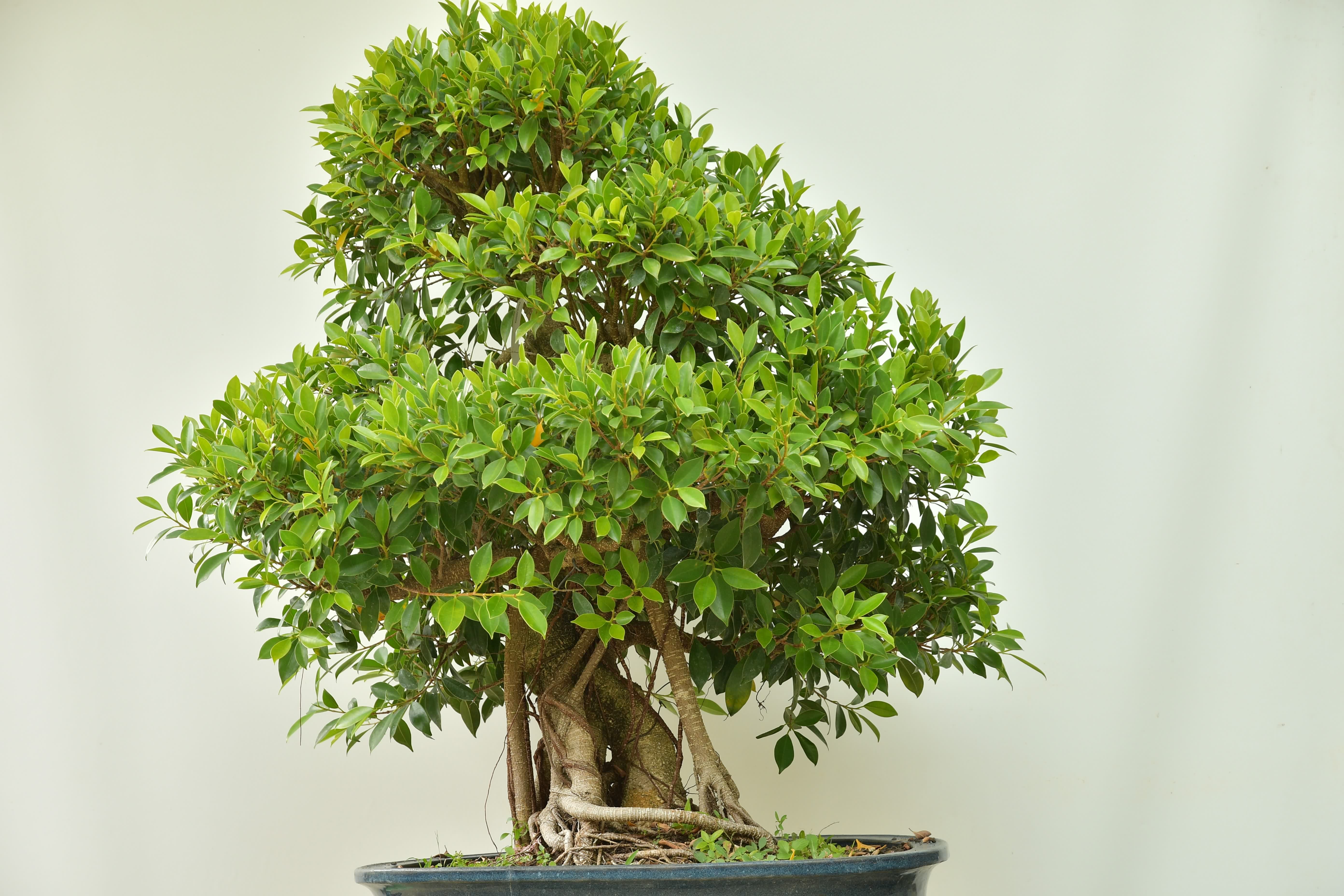 Ficus retusa Bonsai Stube Roth