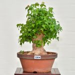 Acer buergeranum