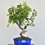 Malus, Apfelbaum
