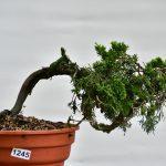 Juniperus sabina