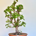 Rosskastanie in Besenform