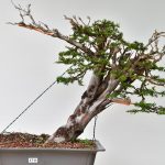 Taxus baccata