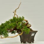 Juniperus chinensis