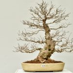 Koreanische Hainbuche