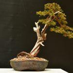 Juniperus sabina