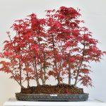 Acer deshojo Floßform