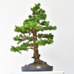 Larix, Eurpäische Lärche