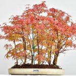 Acer deshojo Waldform