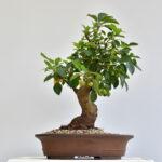 Malus, Apfelbaum