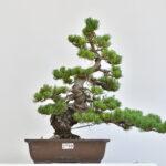 Pinus pent