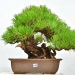 Pinus thunbergii