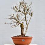 Stiehleiche, Doppelstamm