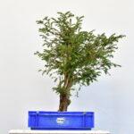 Taxus baccada