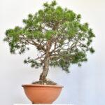 Scotch Pine