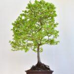 Rotbuche, Fagus sylvatica