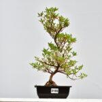 Satsuki Azalee Miyu no Kagayaki