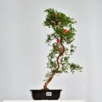 Satsuki Azalee Yato No Kagami