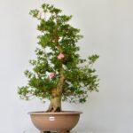 Satsuki Azalee Byakuren