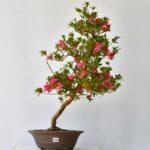 Satsuki Azalee Hanabin