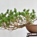 Pinus mugo, Halbkaskade