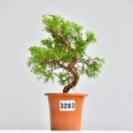 Juniperus itogawa