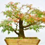 Acer arakawa