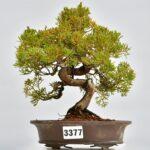 Juniperus itoigawa