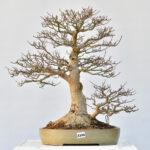 Acer shishigashira, Doppelstamm
