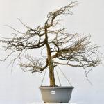 Larix, Europäische Lärche