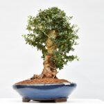 Olivenbaum