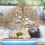 Acer buergeranum von der Kokofu-Ten in Japan