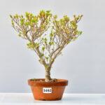 Enkianthus, Prachtglocke