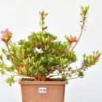 Satsuki Azalee Osakazuki