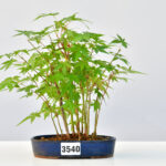 Acer palmatum Waldform