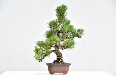 Pinus pent