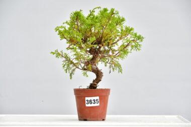 Juniperus itoigawa