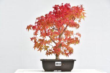 Acer deshojo