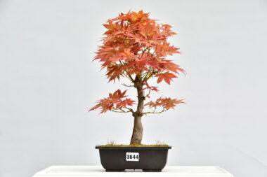 Acer jugure