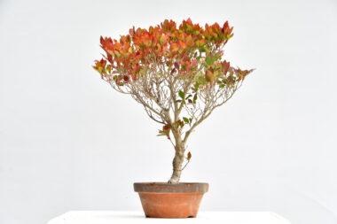Enkianthus