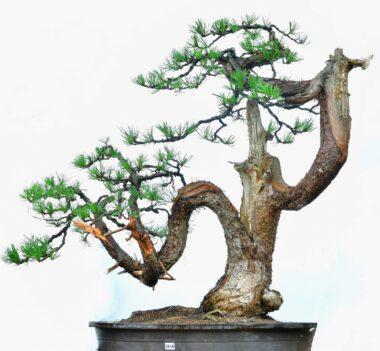 Pinus cembra, ca. 600 Jahre alt