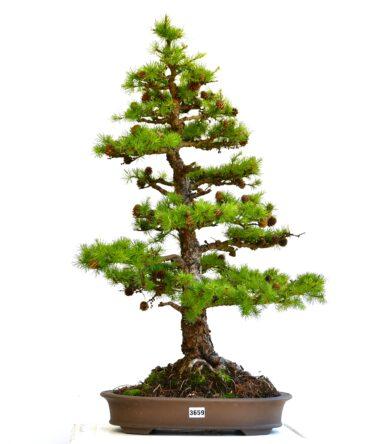Larix