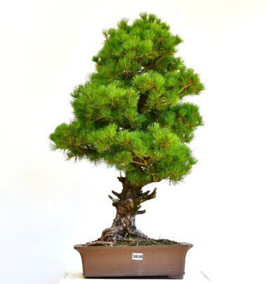 Pinus parvifolia