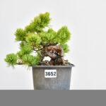Pinus parvifolia