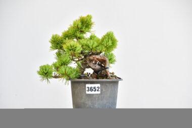 Pinus parvifolia