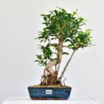 Ficus retusa