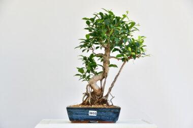 Ficus retusa