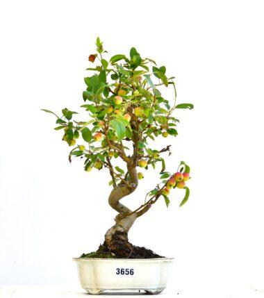 Malus, Apfelbaum