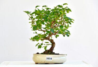 Prunus mahaleb