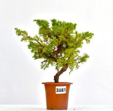 Juniperus itoigawa