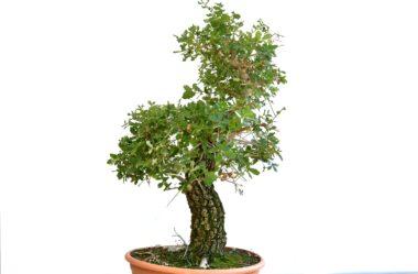 Quercus faginea